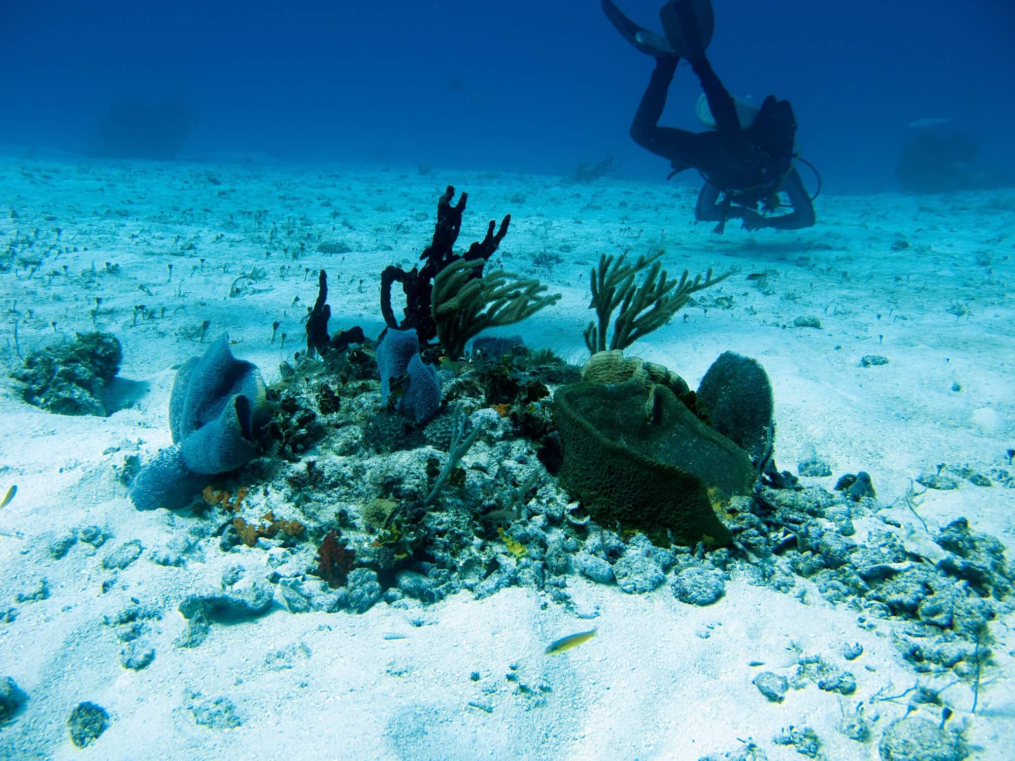 dive community